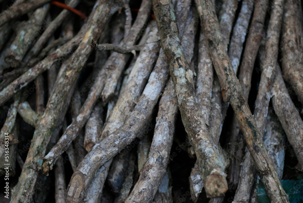 dry wood that will be burned for the bonfire tonight