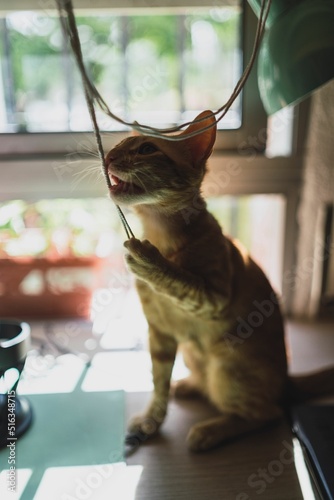 Vertical closeup shot of an adorable kitten playing with a string photo