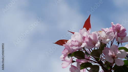Red, pink and white flowers on branche of an apple tree in summer. Flowering plants in the park.
