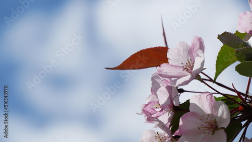 Red, pink and white flowers on branche of an apple tree in summer. Flowering plants in the park.