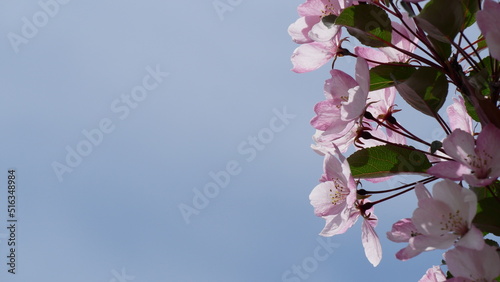 Red, pink and white flowers on branche of an apple tree in summer. Flowering plants in the park.