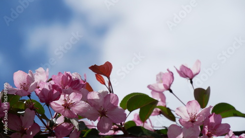 Red, pink and white flowers on branche of an apple tree in summer. Flowering plants in the park.