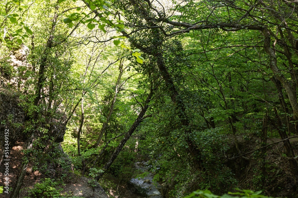 Tropical or european forests background Tropical or european forests background