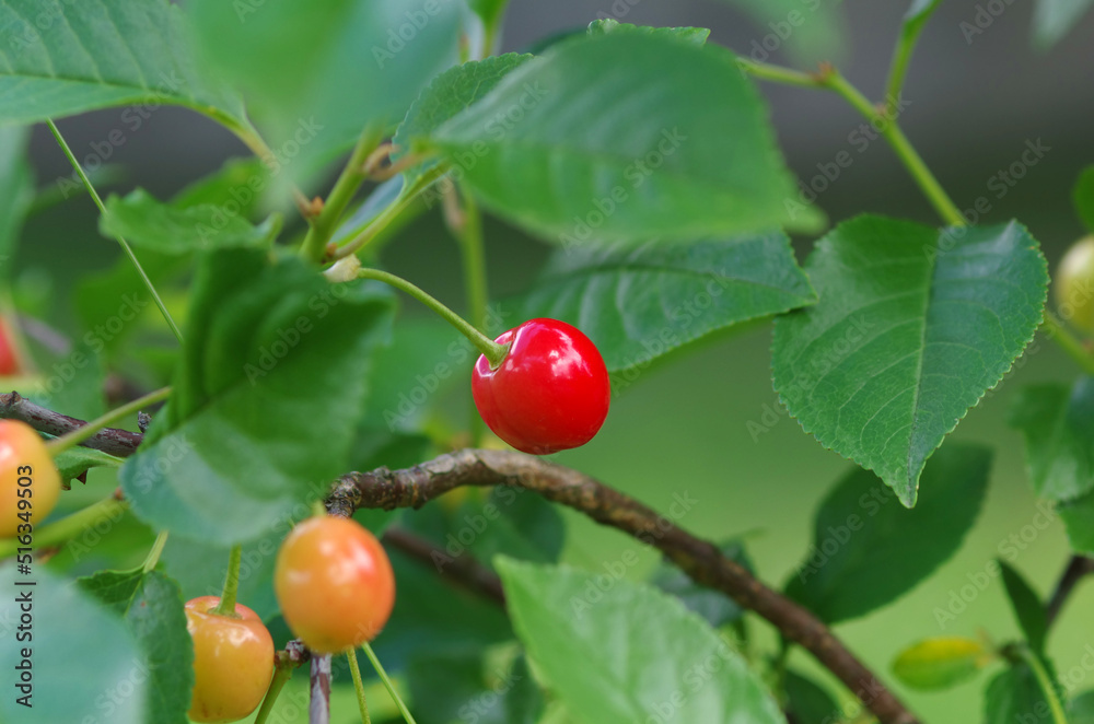 Ripe cherries on the tree Ripe cherries on the tree