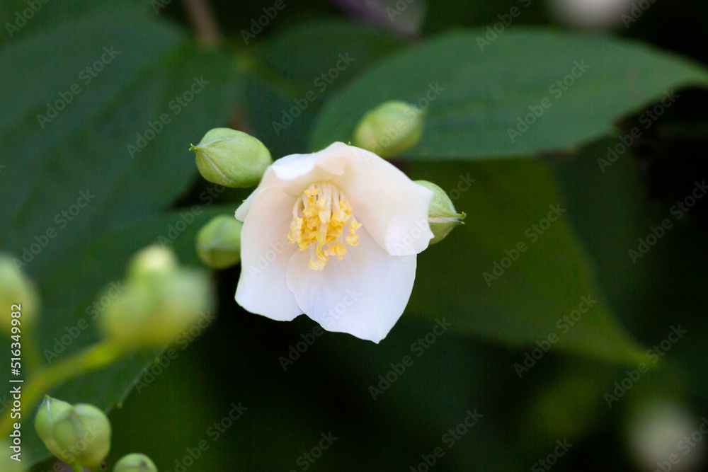 Philadelphus They are named mock-orange in reference to their flowers, which in wild species look somewhat similar to those of oranges and lemons Philadelphus They are named mock-orange in reference to their flowers, which in wild species look somewhat similar to those of oranges and lemons