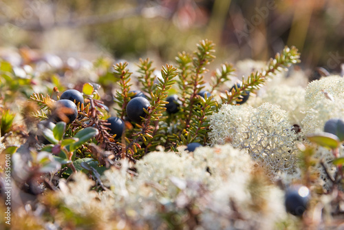 Black crowberry (Empetrum nigrum). Wild berries growing in the tundra in the Far North in the Arctic. Black berries among lichen. Close-up. Shallow depth of field. Blurred foreground and background. photo