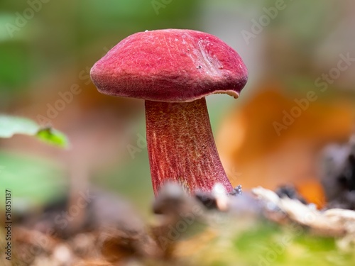 Xerocomus rubellus or ruby bolete photo