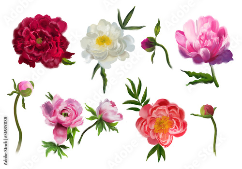 A set of peony flowers. Pink, white, burgundy peonies. Hand-drawn botanical illustrations. Realistic isolated objects on a white background. Floral elements for greeting cards,wedding invitation cards