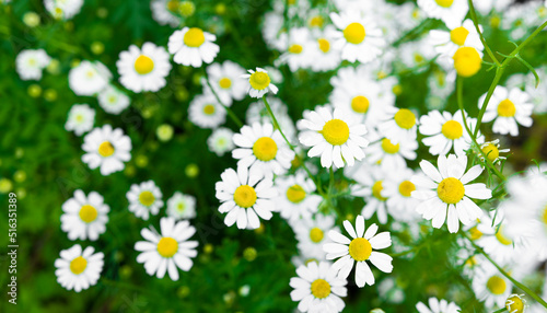 Bild auf Leinwand Blooming medicinal chamomile in the field, plants for healing, aromatherapy and skin care