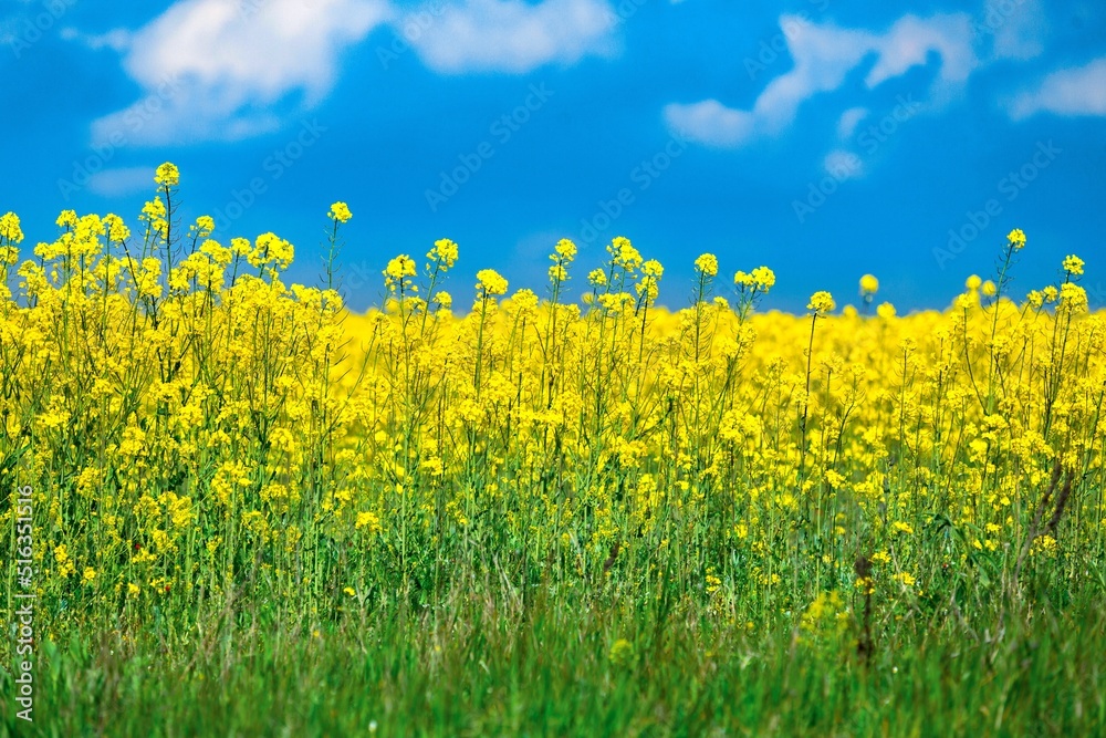 Field of colza rapeseed yellow flowers and blue sky, agriculture concept Field of colza rapeseed yellow flowers and blue sky, agriculture concept