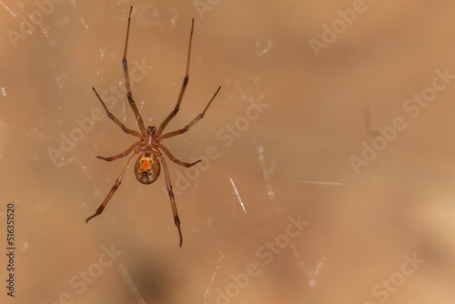 Closeup shot of a brown widow spider