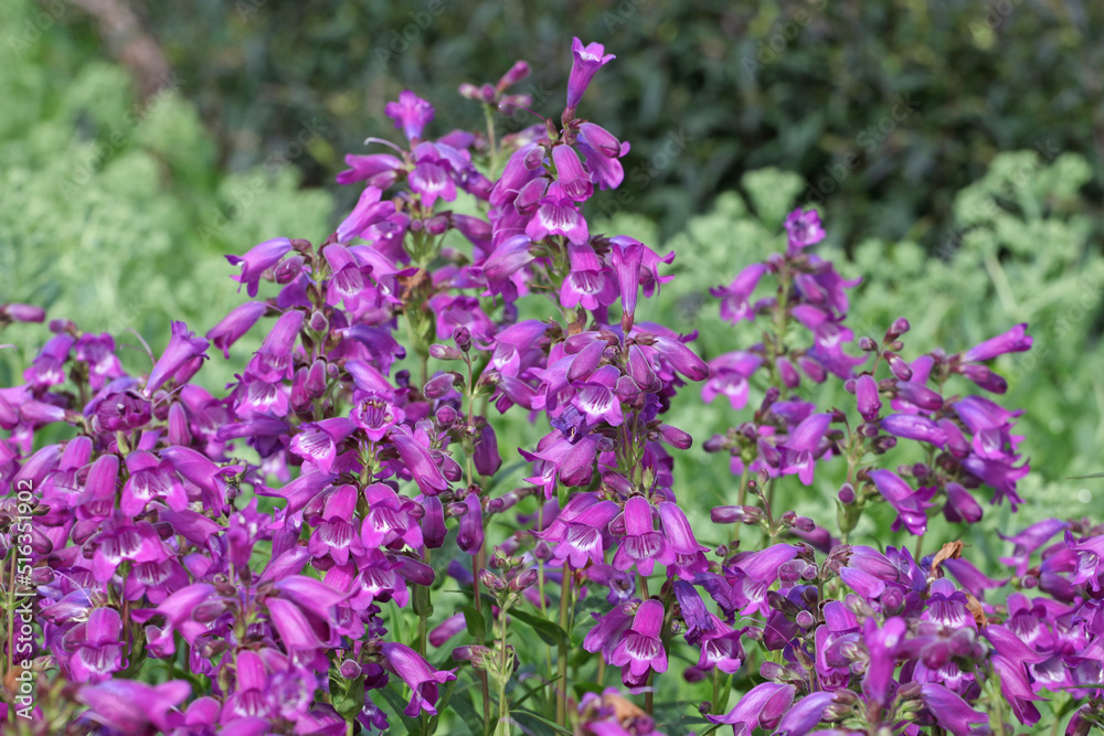 Purple Penstemon 'Purple and White' in flower.