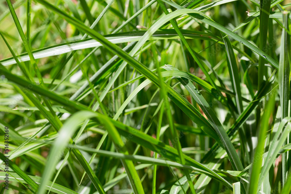 Fresh green grass with dew drops close up. Water driops on the fresh grass after rain. Fresh green grass with dew drops close up. Water driops on the fresh grass after rain.