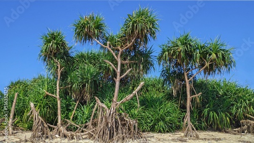 Beautiful Pandanus tectorius tree on a sandy beach against a blue sky photo