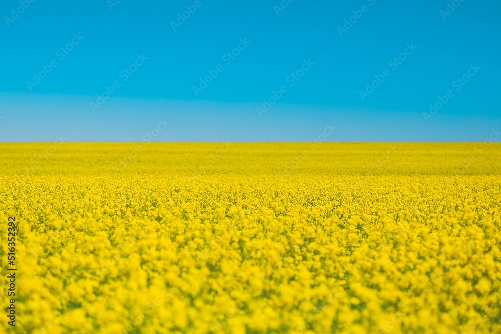 Field of colza rapeseed yellow flowers and blue sky, agriculture concept Field of colza rapeseed yellow flowers and blue sky, agriculture concept