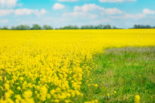 Field of colza rapeseed yellow flowers and blue sky   agriculture concept