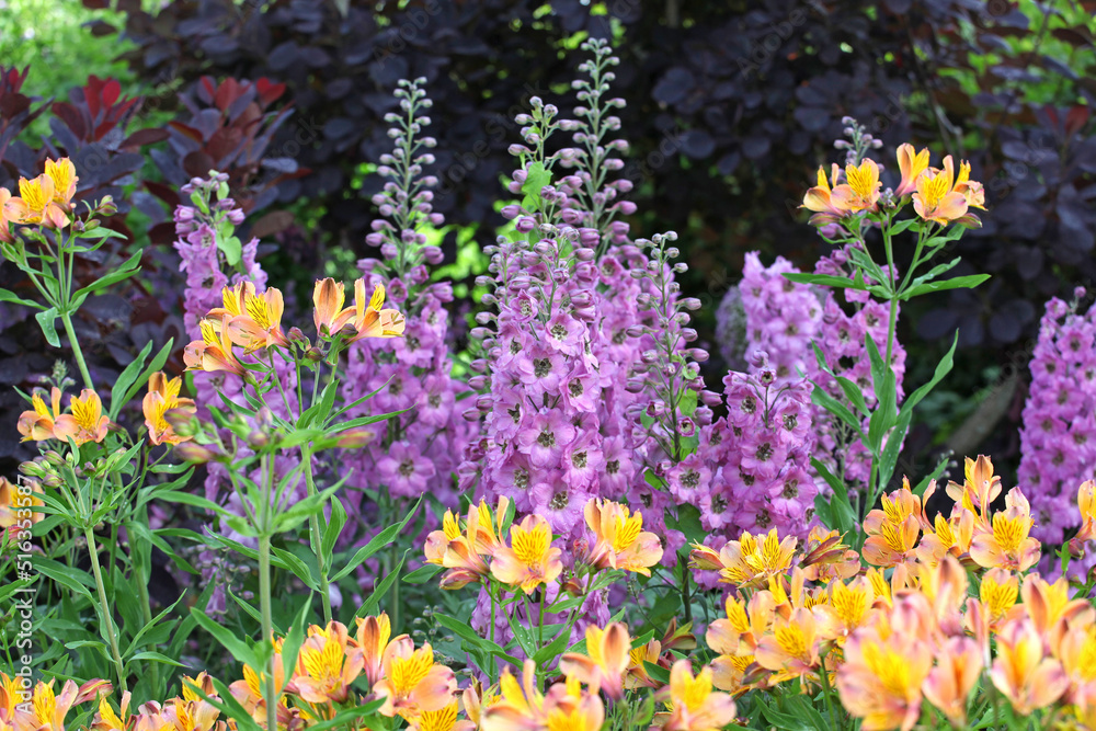 Lilac Delphinium 'Juliette' and yellow Peruvian lilies in flower Lilac Delphinium 'Juliette' and yellow Peruvian lilies in flower