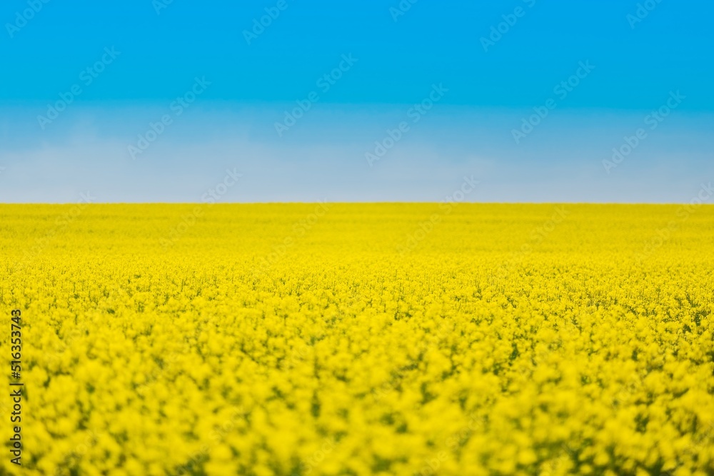Field of colza rapeseed yellow flowers and blue sky,  agriculture concept