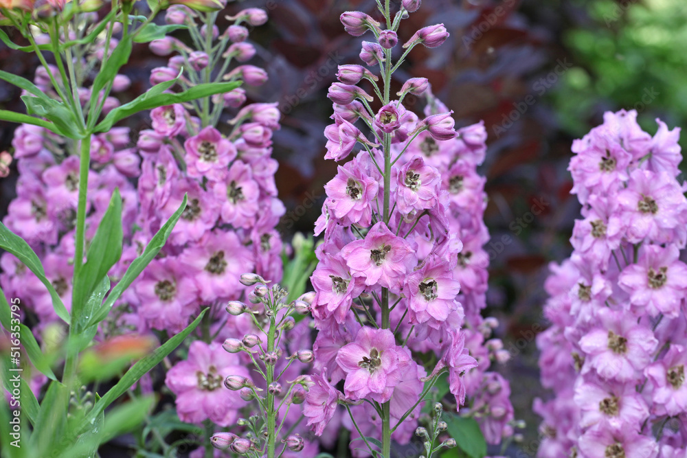 Fototapeta premium Lilac Delphinium 'Juliette' in flower