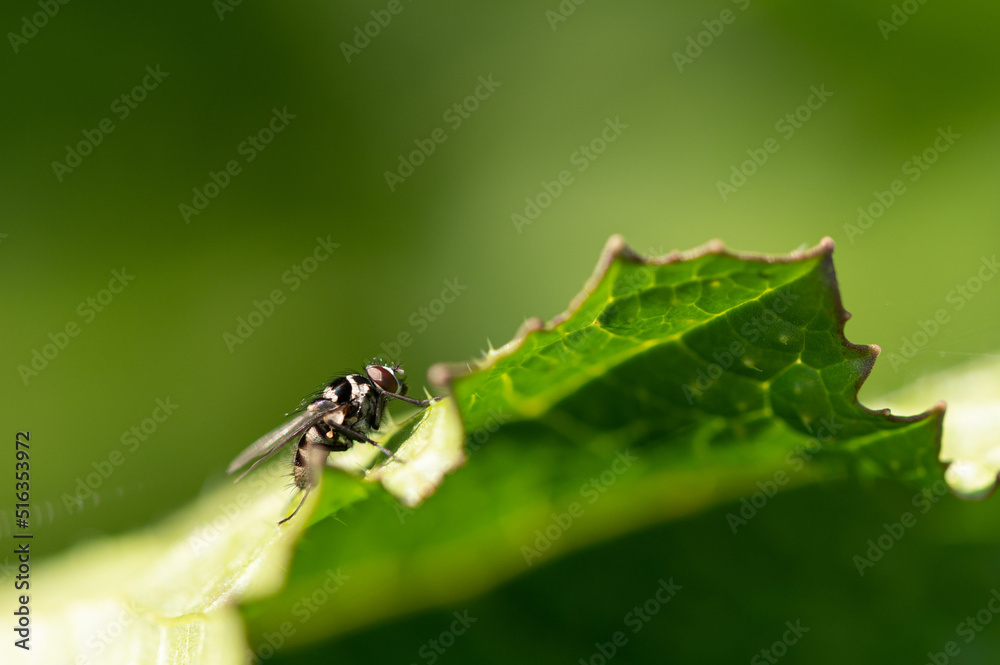 Limnophora obsignata Limnophora obsignata