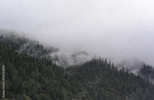 pacifica, woods, forest, pines, california, fog, misty, mist, san francisco, 