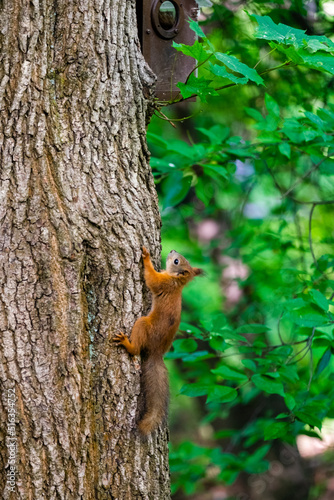squirrel climbs up the oak tree