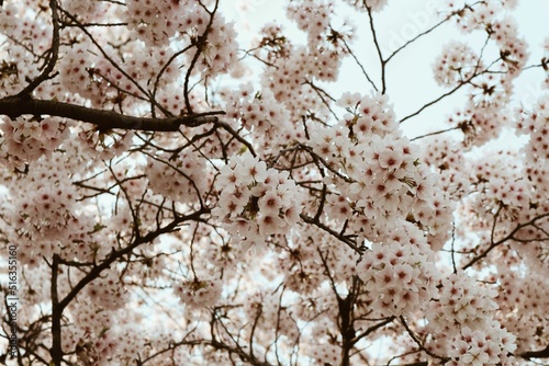 Low angle shot of beautiful cherry blossoms in full bloom in Chiba, Japan photo