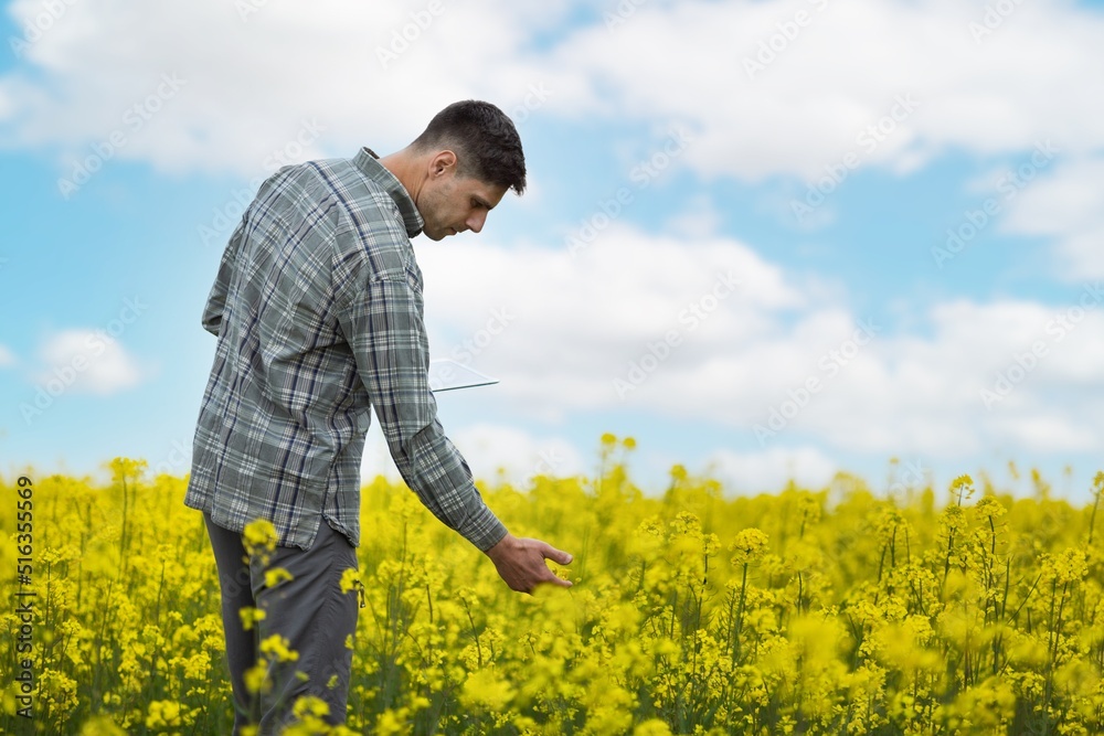 Farmer business man in colza rapeseed field, with digital tablet computer. Agricultural concept. Harvest in field in summer. Farmer business man in colza rapeseed field, with digital tablet computer. Agricultural concept. Harvest in field in summer.