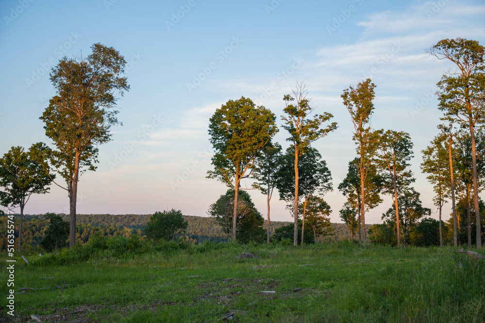 Fototapeta premium Natural light dusk trees isolated on beautiful sky background