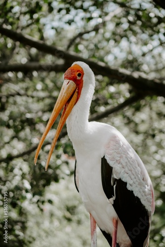 Yellow Billed Stork (mycteria ibis) photo