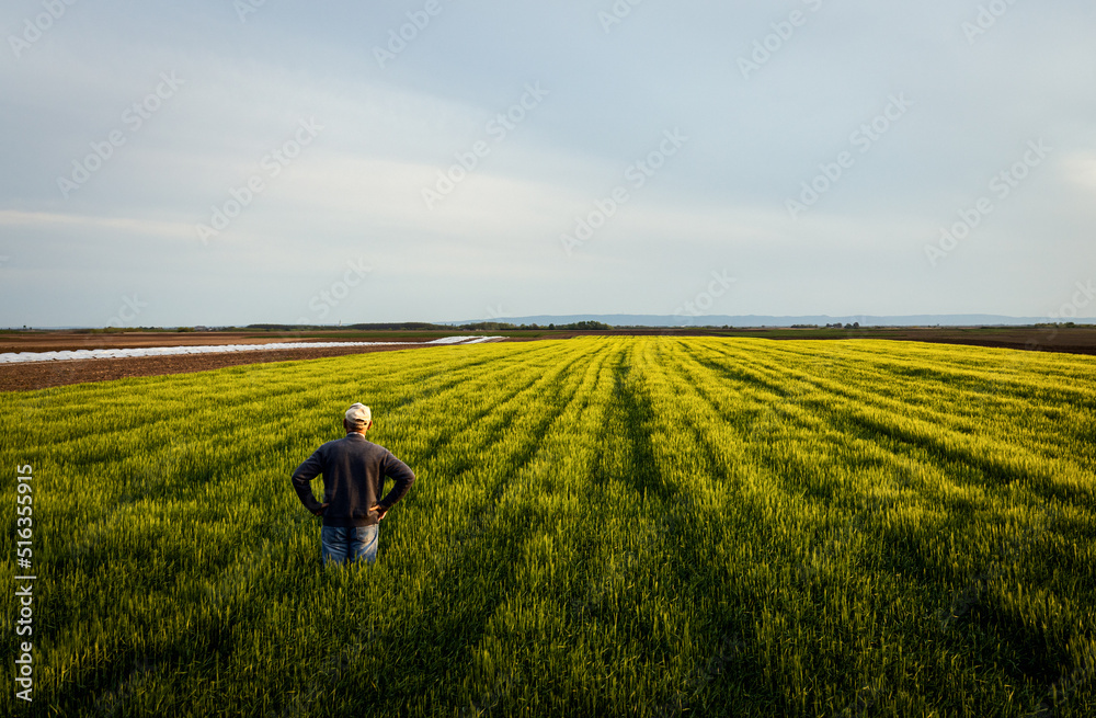 Rear view of senior farmer standing in barley field examining crop. Rear view of senior farmer standing in barley field examining crop.