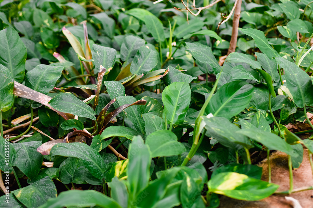 green leaves of home plants on terrarium green leaves of home plants on terrarium