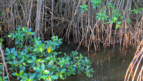 Mangrove Forrest in South Florida