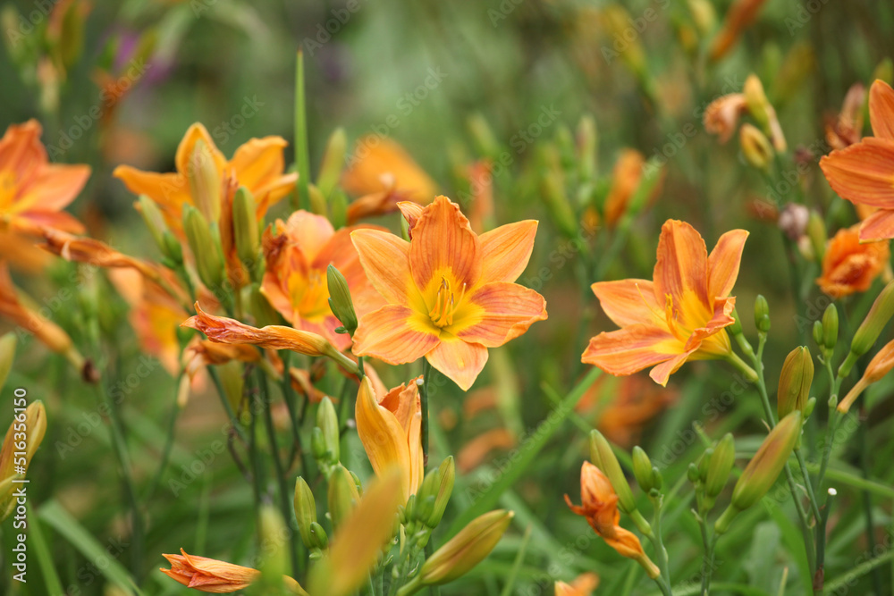 Hemerocallis day lily 'Banbury Cinnamon' in flower. Hemerocallis day lily 'Banbury Cinnamon' in flower.