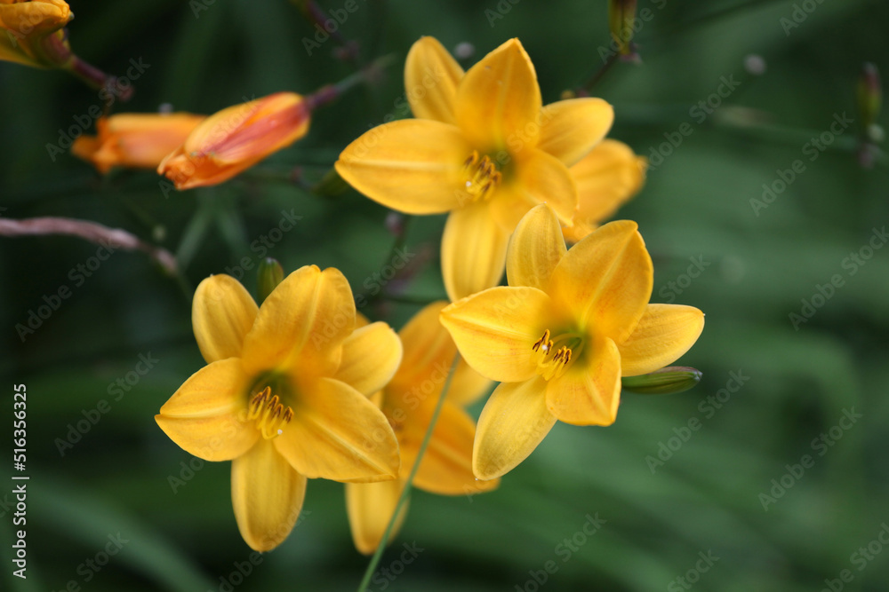 Samll Yellow daylilies in flower