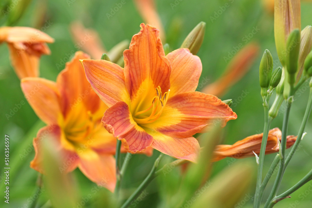 Hemerocallis day lily 'Banbury Cinnamon' in flower. Hemerocallis day lily 'Banbury Cinnamon' in flower.