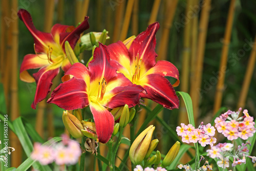 Hemerocallis daylily 'Ruby Spider' ' in flower. photo