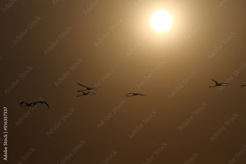 flamingos and sunset flamingos and sunset