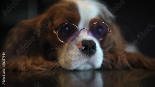 Funny sad puppy in purple glasses looks at the camera, a beautiful dog breed cavalier king charles spaniel 