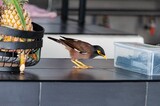 Closeup of a myna bird perched on a table, looking curiously at containers