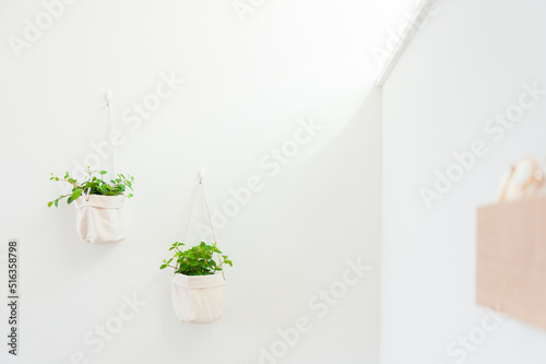 白い壁にかけられた観葉植物　白背景　壁　植物　インテリアグリーン　瑞々しい　うるおい　爽やか　フレッシュ　リフレッシュ　リラックス　空気感　クリーン photo