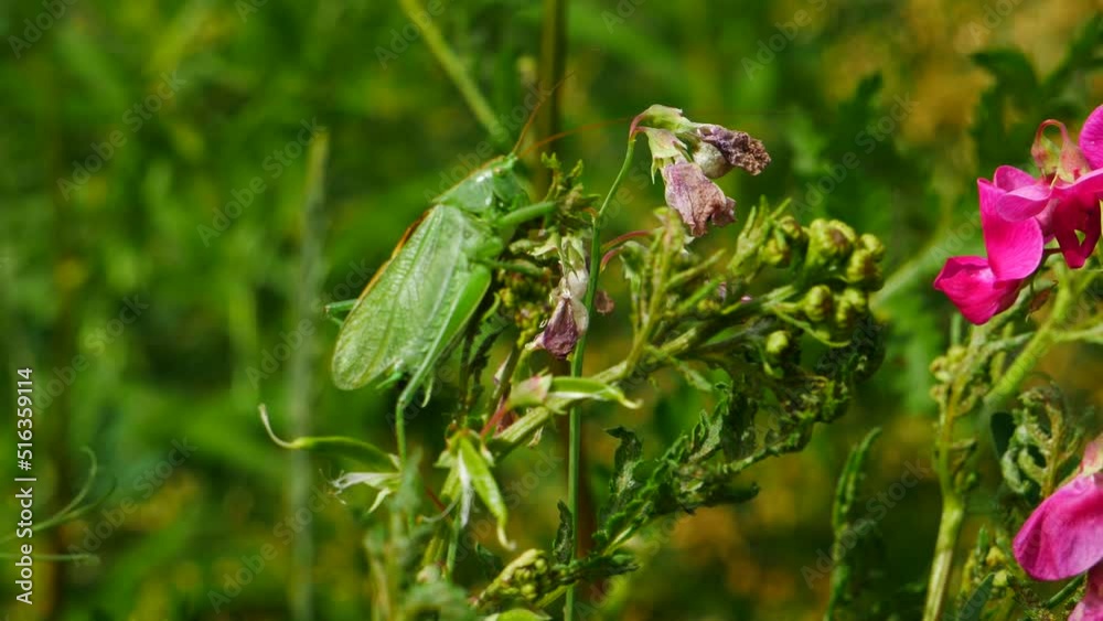 A grasshopper defecates in a clearing in the forest. A grasshopper defecates in a clearing in the forest.