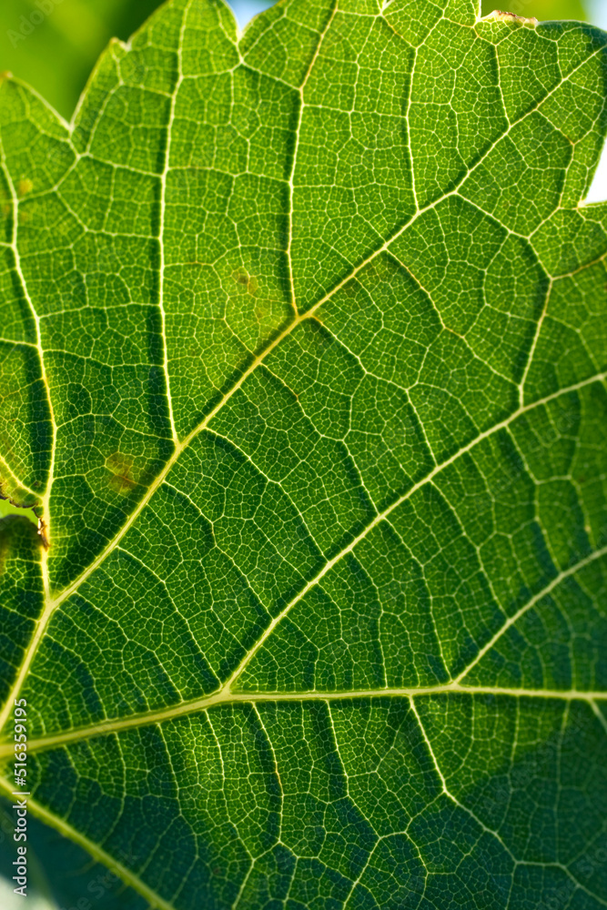 South Africa Vineyards near Paarl, Western Cape. South Africa Vineyards near Paarl, Western Cape.