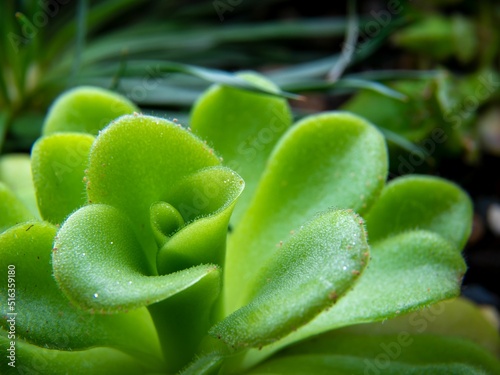 Macro shot of a bright green Pigmyweed plant species on a blurry background photo