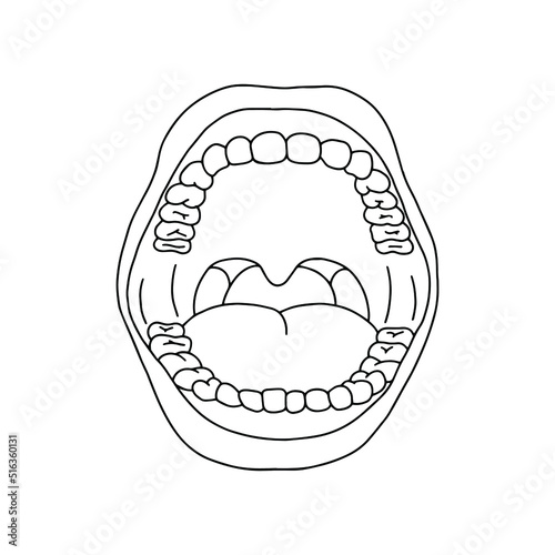 Anatomical human mouth. Drawn by lines on white background. Vector Stock illustration.