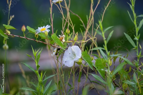 Closeup shot of common daisies and hedge bindweed photo