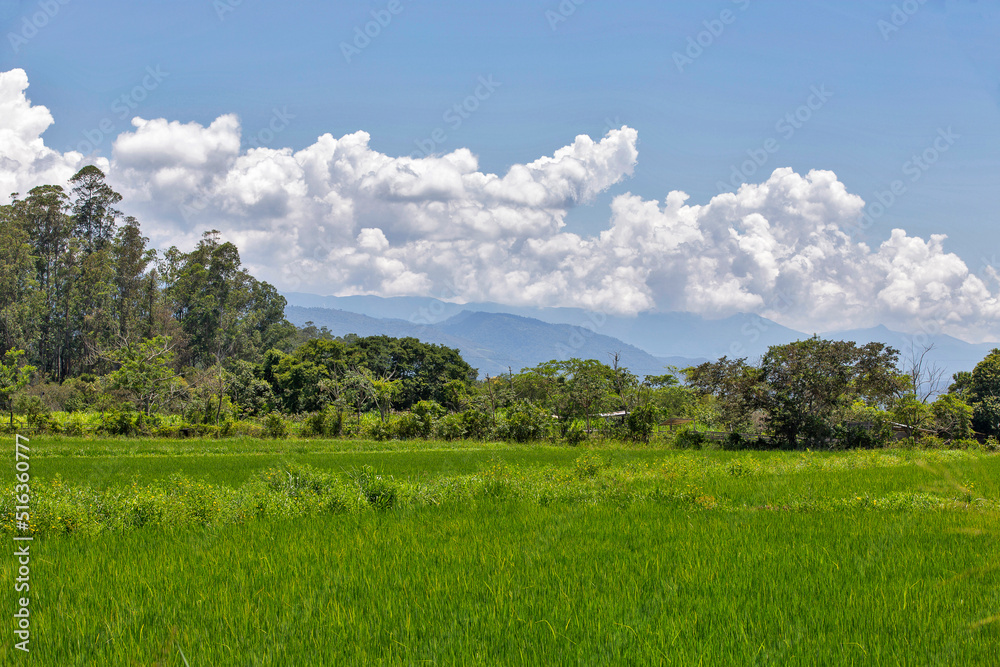 Rice plantation under blue sky Rice plantation under blue sky
