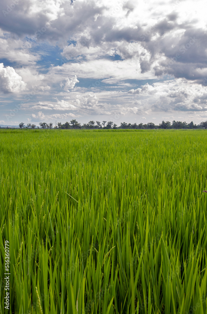 Rice paddy under sky with rain clouds