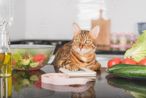 Funny cat, fresh vegetables, salad dish and measuring tape.