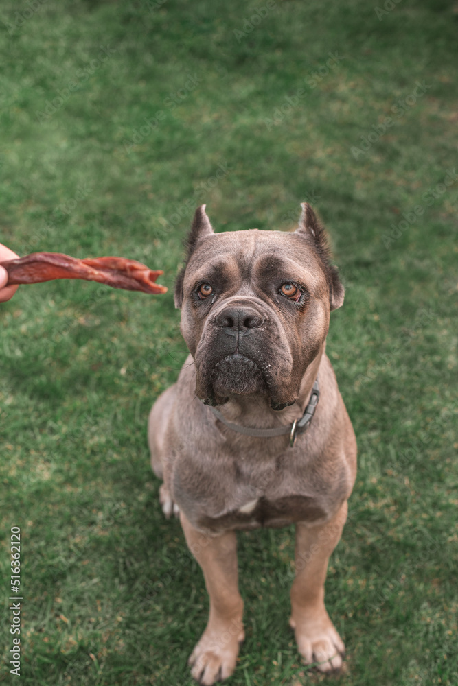 Fototapeta premium dried treats for dogs. A dog Cane Corso asks the owner for his favorite treat. Rewarding the dog with a dried treat. Set of dog treats.